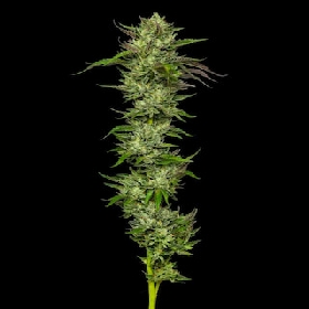 Slightly Stoopid Collie Man Kush > Humboldt Seed Company